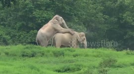 Mating elephants stun visitors to forest in Thailand