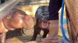 Baby hippo Moo Deng bites zookeeper's boots