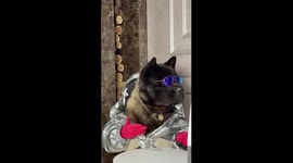A Totally Normal American Akita Dinner