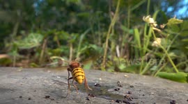 Hornets Versus Median Wasps In Aerial Fight