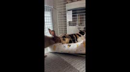 Rabbit Bullies Cat out of Bed