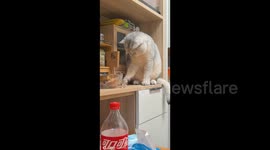 China: Cunning Cat Tricks Its Owner