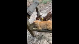 Cat Enjoys Being Groomed by Deer