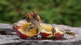 Hornet And Wasp Fight Over Sugary Fruit