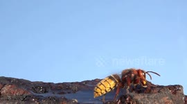 Slow Motion Footage of Hornet Flight