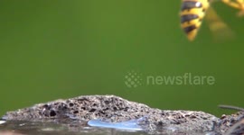 Wasps Jostle Against Bees In Garden