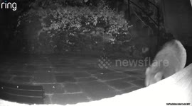 Well-Mannered Raccoon Wipes Feet on Mat and Walks Away