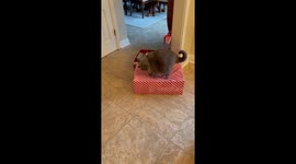 Cat Tests Christmas Presents Structural Integrity