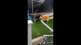 When Your Golden Retriever Wants to Be Involved in Everything