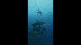 Shark Puppet Master