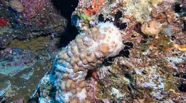 Bizarre Sea Cucumber
