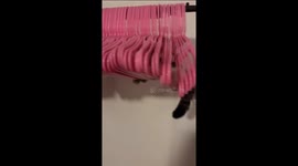 Cat Makes Comfy Coat Hanger Hammock