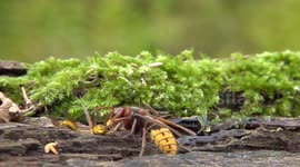 Hornets and Wasps Battle in Slow Motion