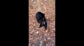 Mama Bear Cleaning Cub