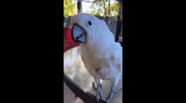 Singing Cockatoo is Very Enthusiastic