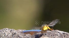 German Wasps Come To Garden Feeding Station