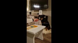 Talented Doggo Plays the Xylophone