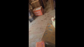 Chickens Follow Delivery Driver to Truck