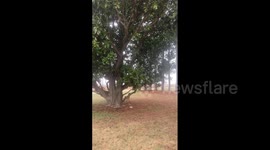 US: Dense Fog Blankets Parts Of Northeastern Arkansas