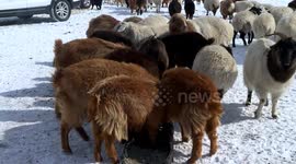Mongolia's livestock population declines by around 11 pct in 2024