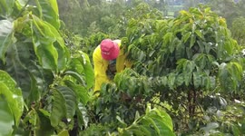 Coffee farming provides lifeline for Kenya's central region