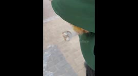 Nervous orange kitten shakes during first outing in China