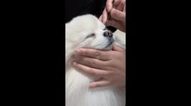 Pomeranian transformed into adorable princess in China