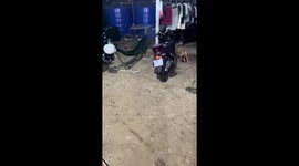 Pet dog chased by rat in Tiền Giang, Vietnam