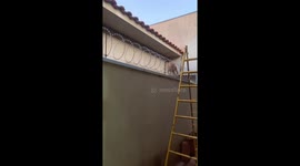 Pet cat skillfully navigates barbed wire fence in Ribeirão do Sul, Brazil