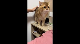 China's bilingual feline: A cat that prefers English over Mandarin