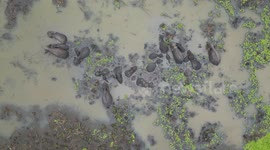 baby elephants in the deep water for 2 days with group of elephants in between rice fields sri lanka