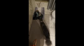 Jumpy cat scared of unfamiliar laundry pile in the bathroom! Human moves the mat with their foot to make the pile move!