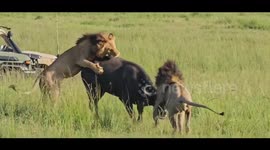 The salas boys male pride attacking buffalo for early breakfast