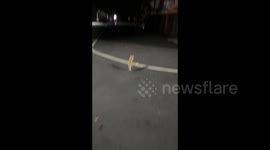China: Kitten Tries to Catch a Butterfly