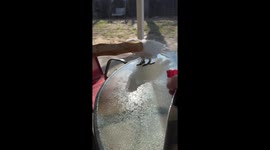 Cockatoo Punishes Spray Bottle