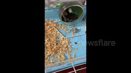 China: The Mother Hamster Tries to Play the Wheel with Her Baby