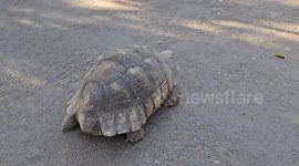 A tortoise inside Ta'eka Negest Bata LeMariam Church which could be 80-90 years old.