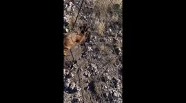 Goat Kid Rescued From Wire Fence