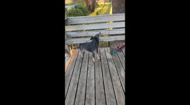 Heeler Turns Wooden Bench Into Back Scratcher