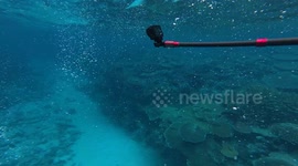Angry Fish Charges at Snorkeler