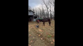 Blue Heeler Leads Donkey To Owner