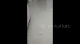 China: A Cute Little Bichon