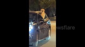 China: A Dog So Excited to See Its Owner