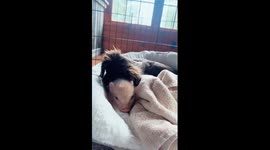 pickle & goose the best of friends getting comfy