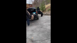 Bear Snags Drink from Pickup Truck
