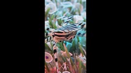 Zebra Crab Climbs Over Urchin