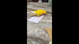 Kitten Wants to Touch the Bird So Bad