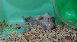 Funny hamster sleeping position
