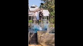 Dozens of dwarf pigs get stuck as they hesitate before jumping into pool