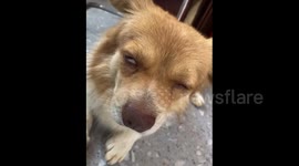 China: The dog sits so sleepy that it can barely keep its eyes open